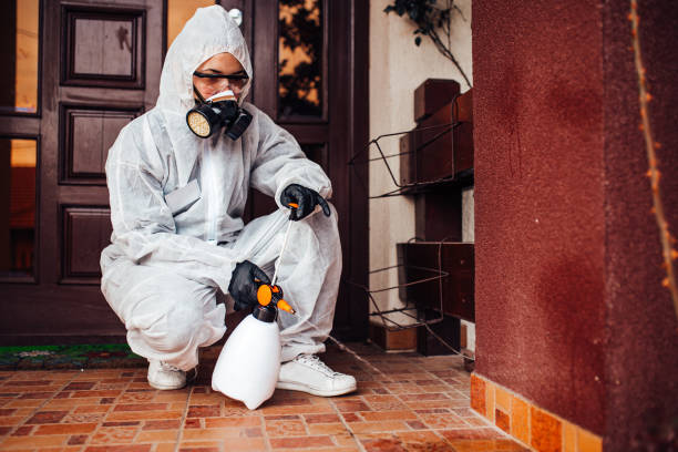 Reliable Wasp Removal contractor in Fallbrook, CA by Show Me Pest Control